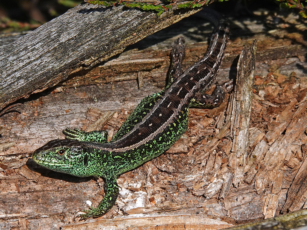 artenschutzprojekt reptilien bsgb