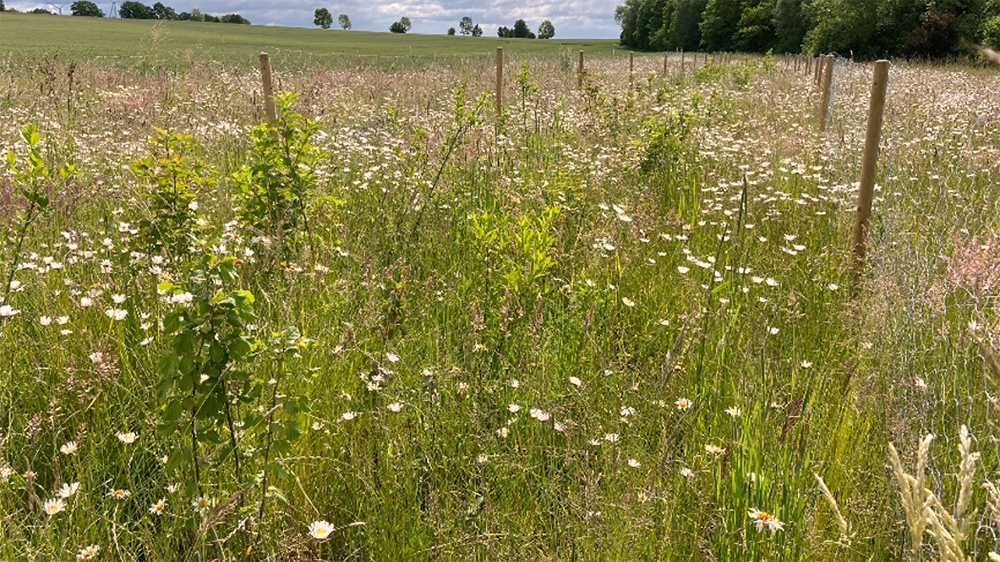 steinheim heckenpflanzung2